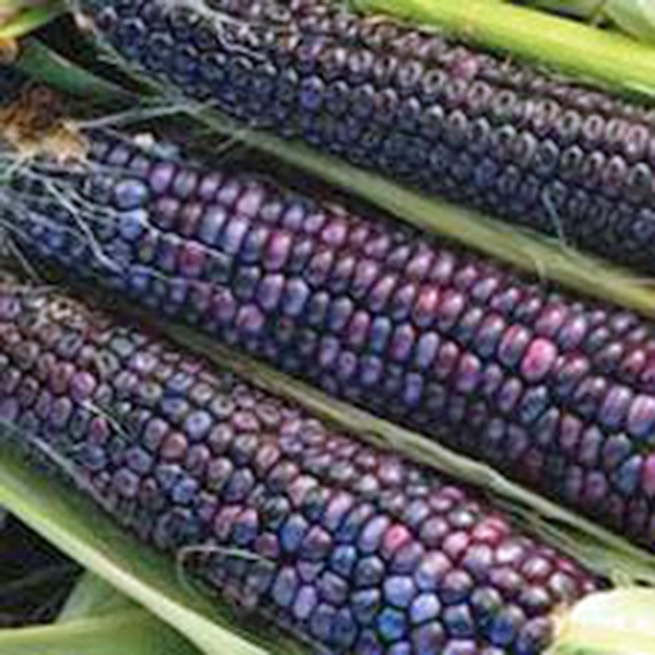corn, HOPI ORNAMENTAL, Indian Corn, 18 SEEDS! GroCo buy US USA#