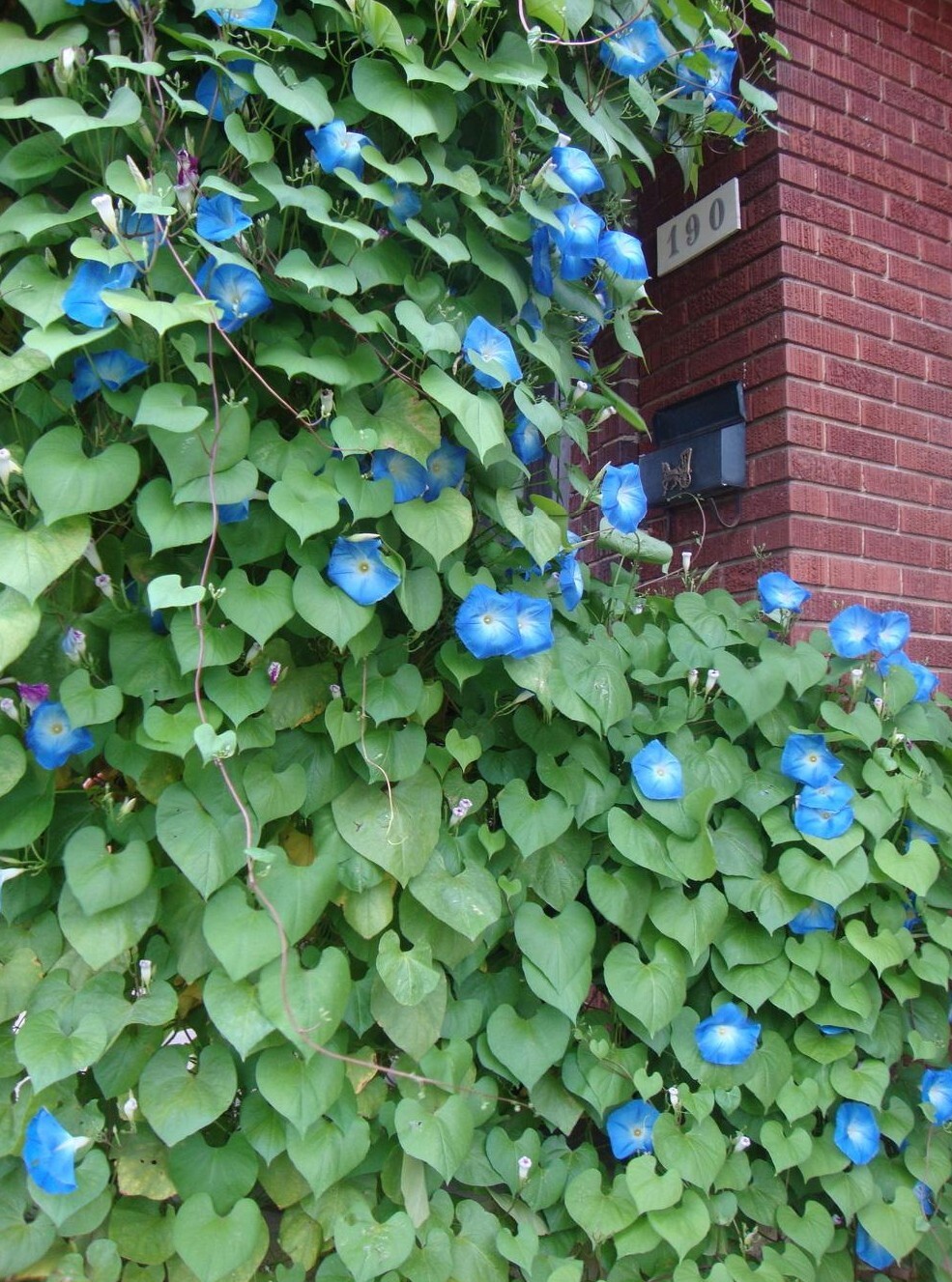 200+ Morning Glory Seeds — Heavenly Blue —————————— FRESH