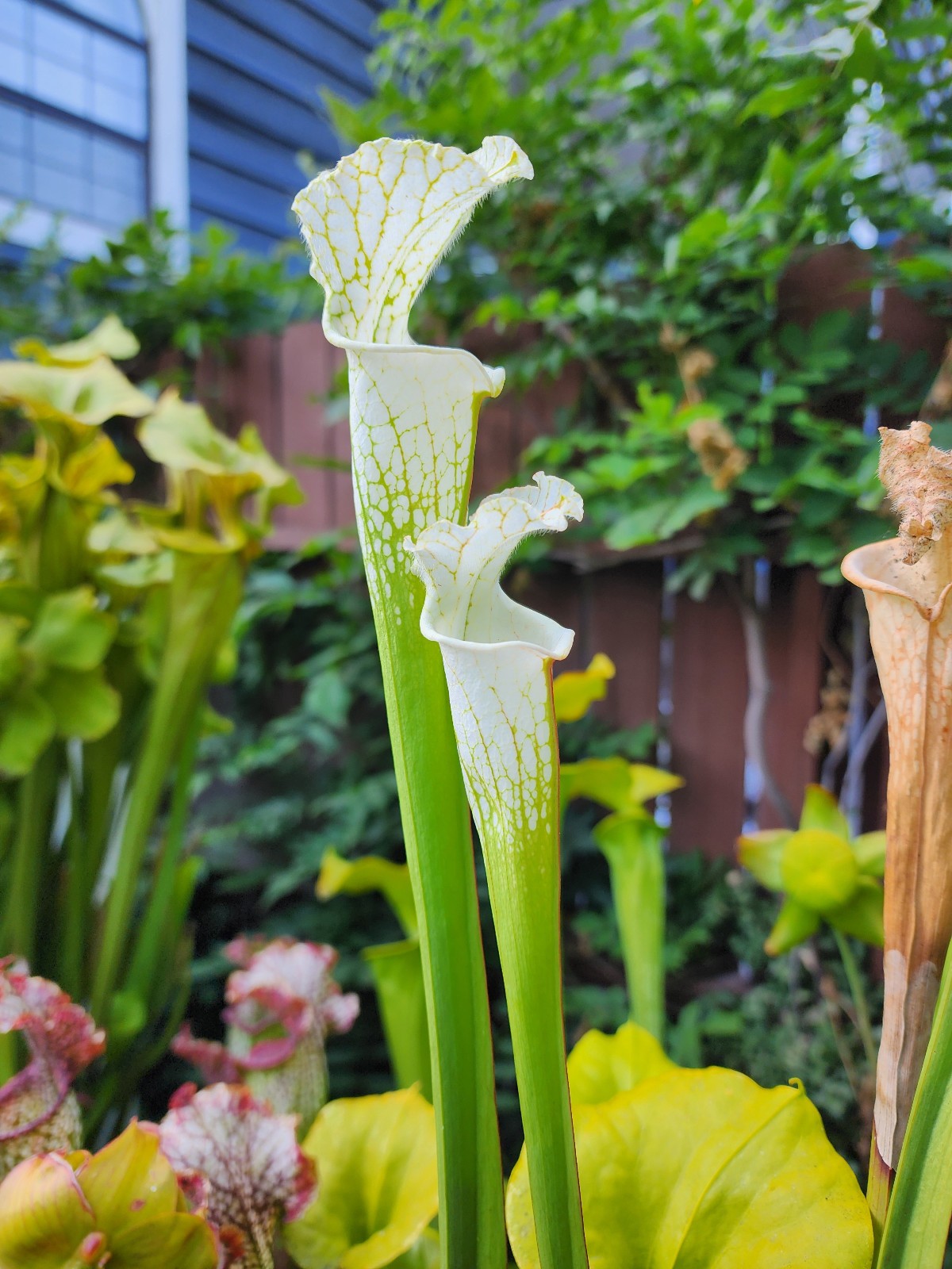 2025 SARRACENIA SEEDS: FAT MITCHELLIANA X LEUCOPHYLLA ALBA ROD’S FAVORITE