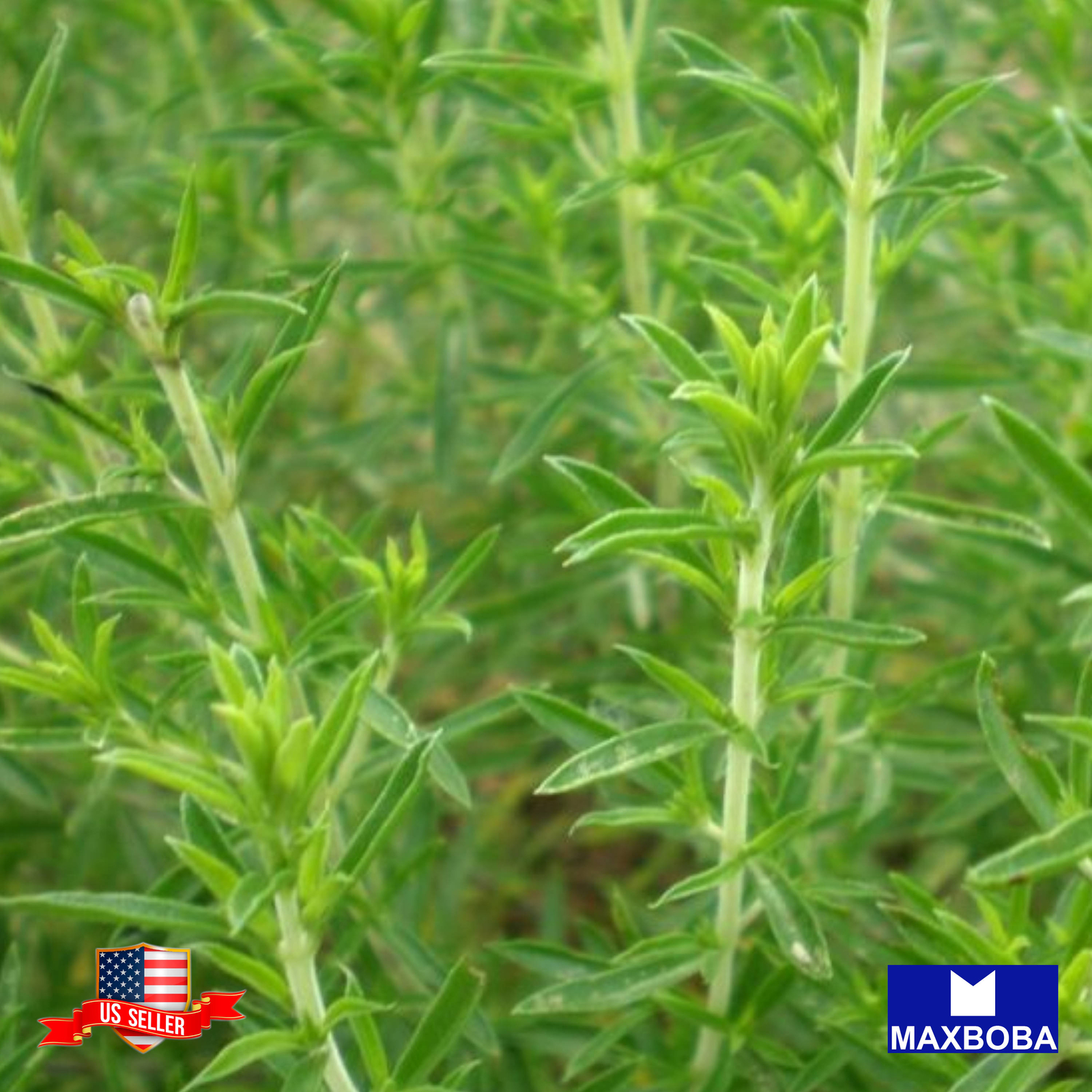 Savory Seeds Winter Heirloom Non-GMO