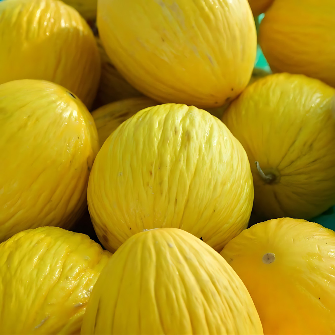 Fresh Juicy Casaba Melon Seeds | Yellow | Heirloom Non-GMO | Fruit Seeds