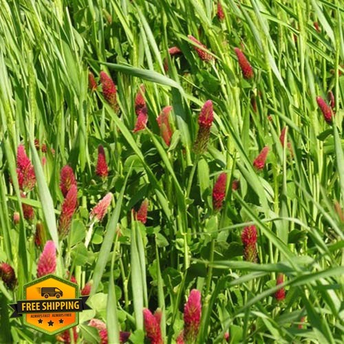 Outsidepride Gardenway Cover Crop Seeds 10 lb Mix