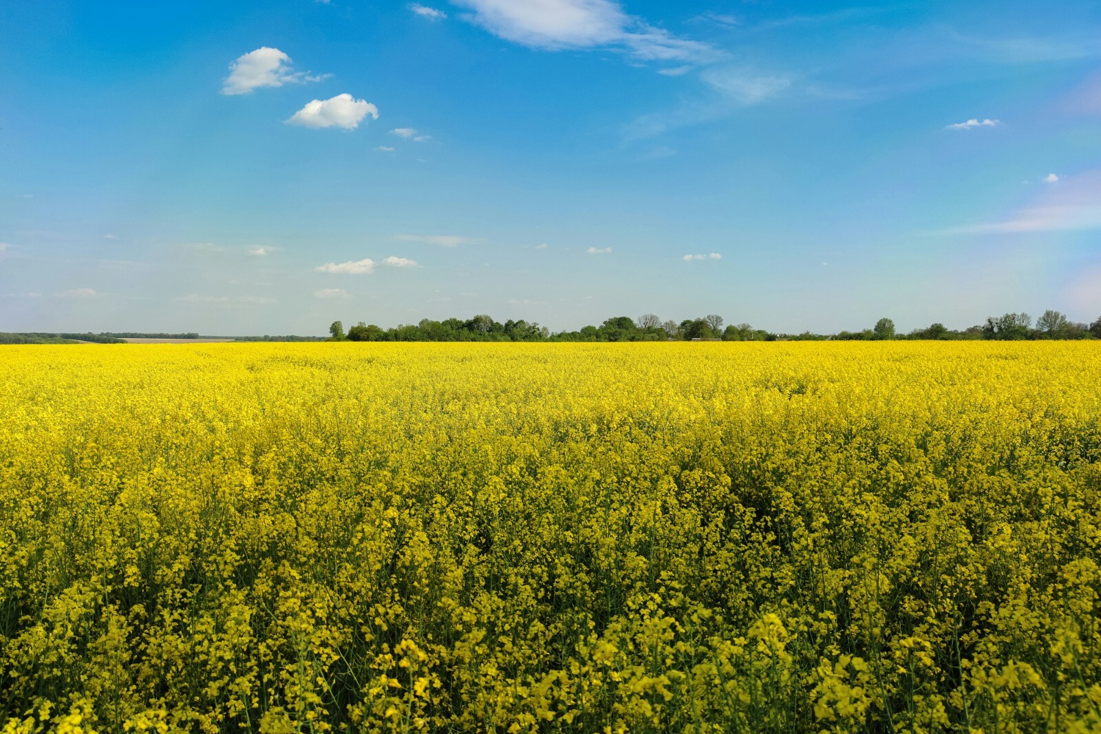 Trophy Rape Seed – NON-GMO Deer Food Plot & Forage Cover Crop (No-Till)
