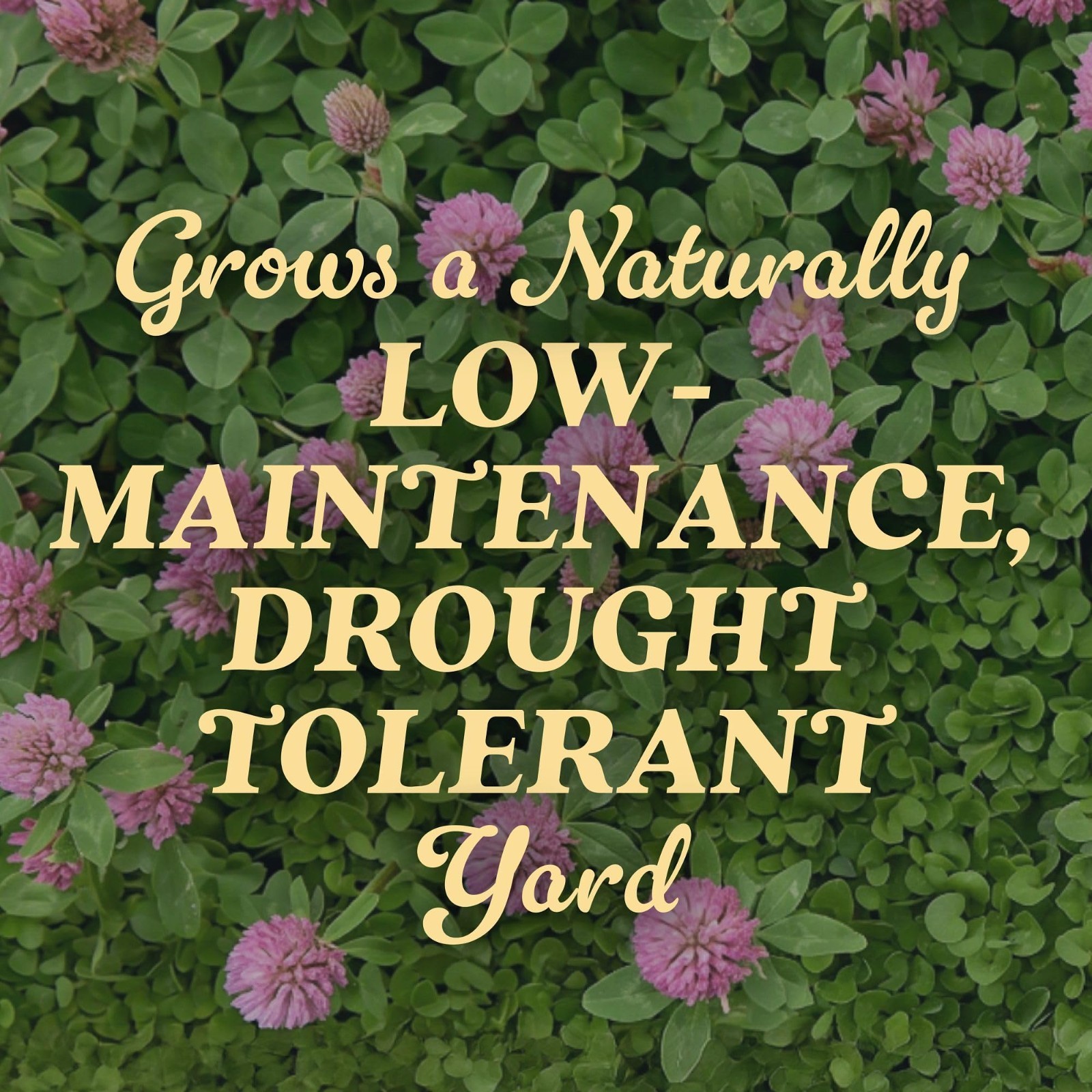 Strawberry Clover Seed 2 lbs – Low Maintenance, Drought-Tolerant Lawn Seed, 1,00