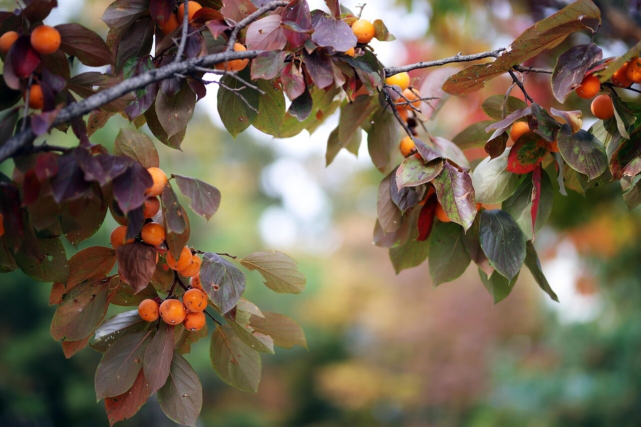 15 Persimmon Japanese TREE SEEDS (Diospyros Kaki) Bonsai Garden Fruit Plant