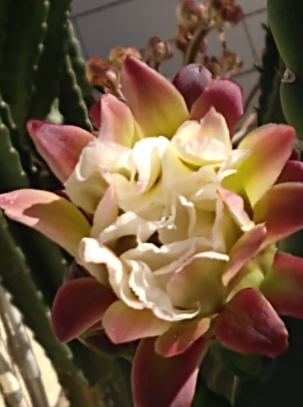 Live Cactus Cuttings – Cereus Repandus Apple Cactus (16 inches)