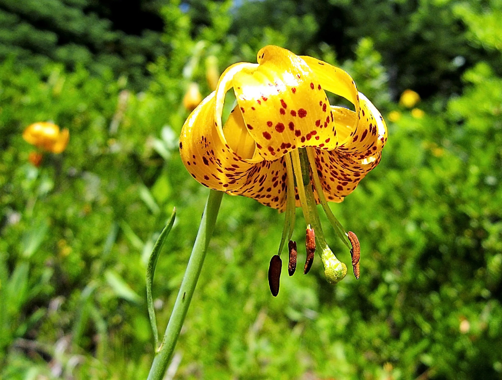 15 WESTERN HYBRIDS LILY Tiger Leopard Lemon Alpine Color Mix Lilium Flower Seeds