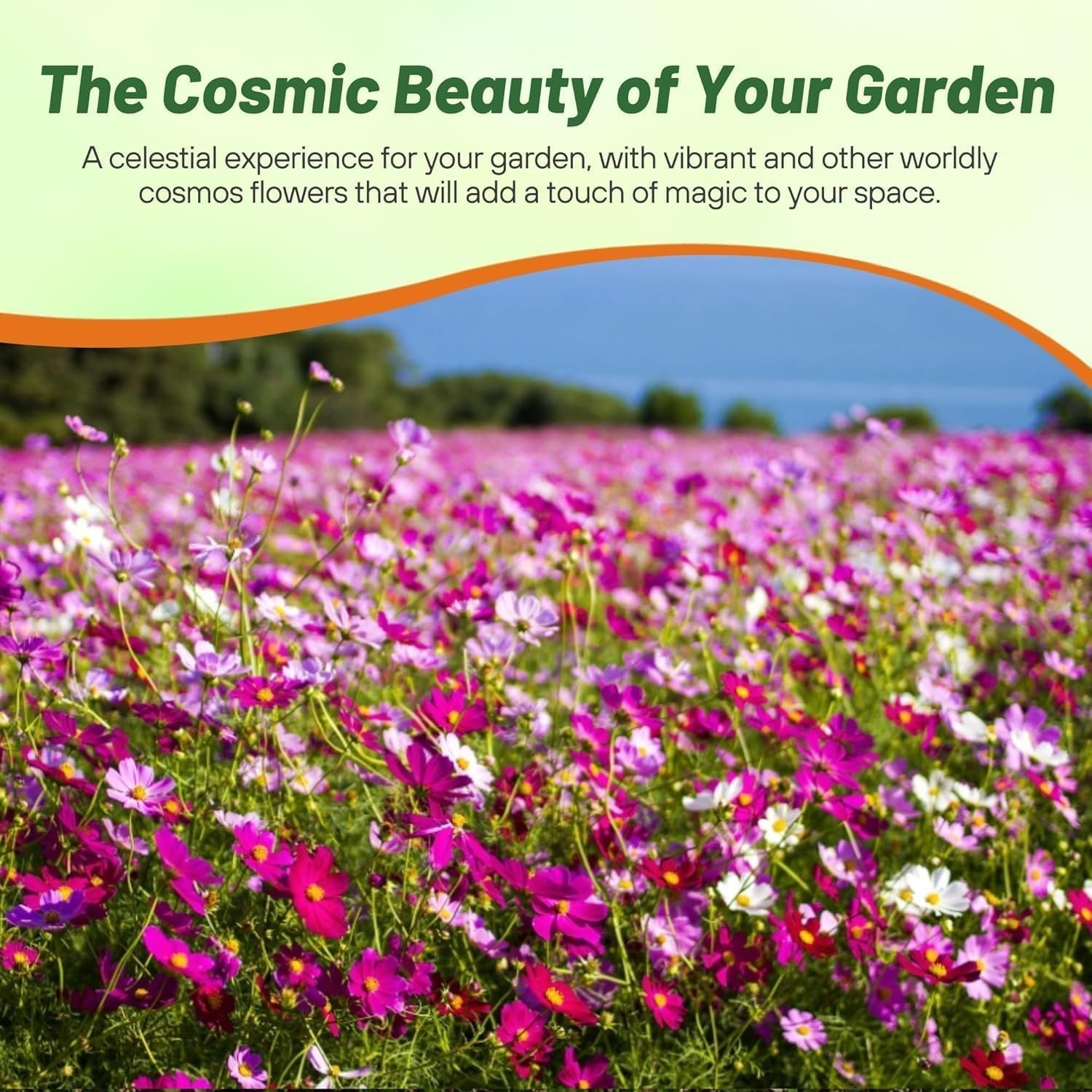 Sensation Mix Cosmos Bipinnatus Seeds – 1000pcs for Vibrant Pollinator Gardens