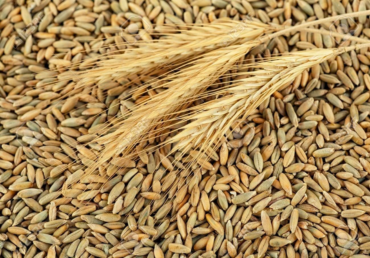 Annual Rye Grass Seed, (5 lb. Pack), Grass Seed, Cool Season Gulf Rye Grass Seed