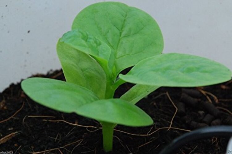 500 Green Malabar Spinach Seeds – Heat loving, frost sensitive.fast-growing