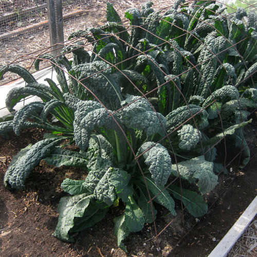 100 Lacinato or Dinosaur Kale Seeds Heirloom NON-GMO Fresh Seeds for Your Garden