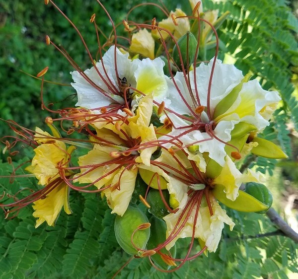 Delonix Elata Tree 5 Seeds, Tropical White Gulmohar Poinciana Bonsai
