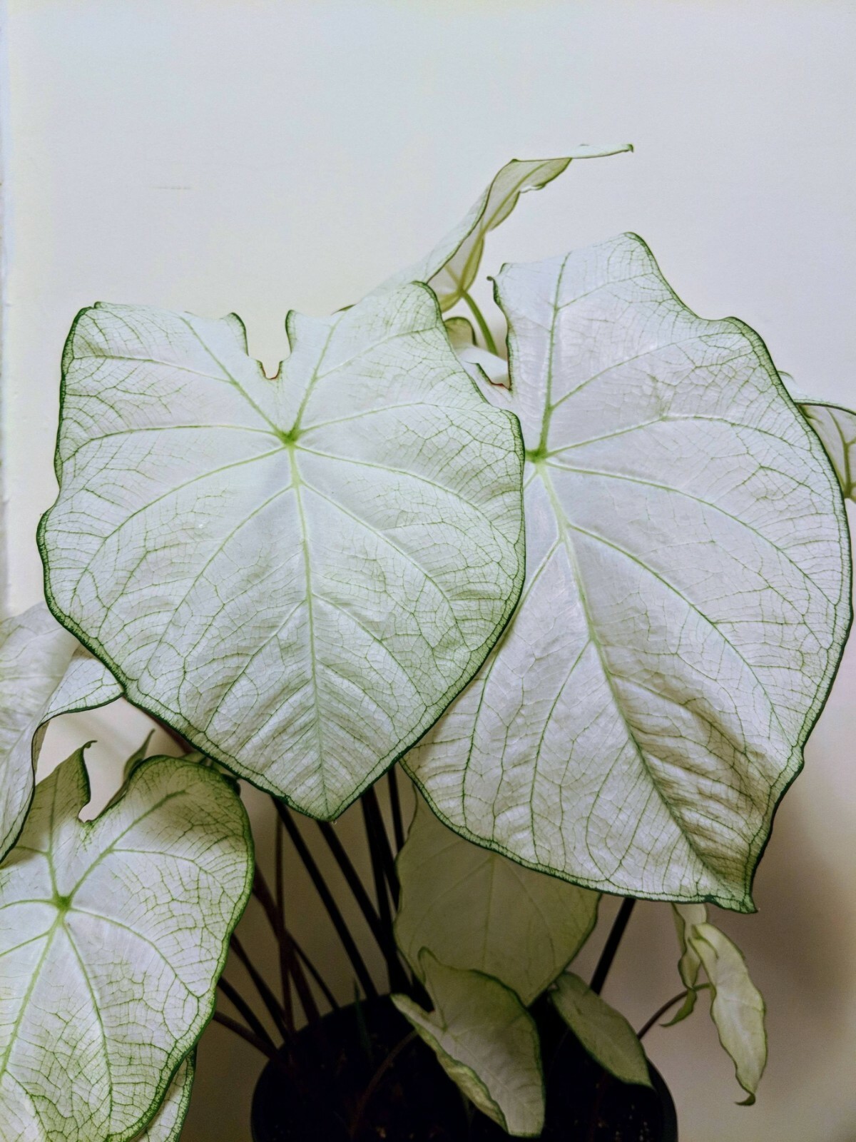 (6) Beautiful “Moonlight Caladiums” Large Bulbs for Spectacular Blooms