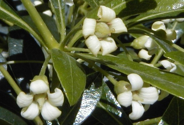 Pittosporum erioloma | Lord Howe Island | Hedge Laurel | 10_Seeds