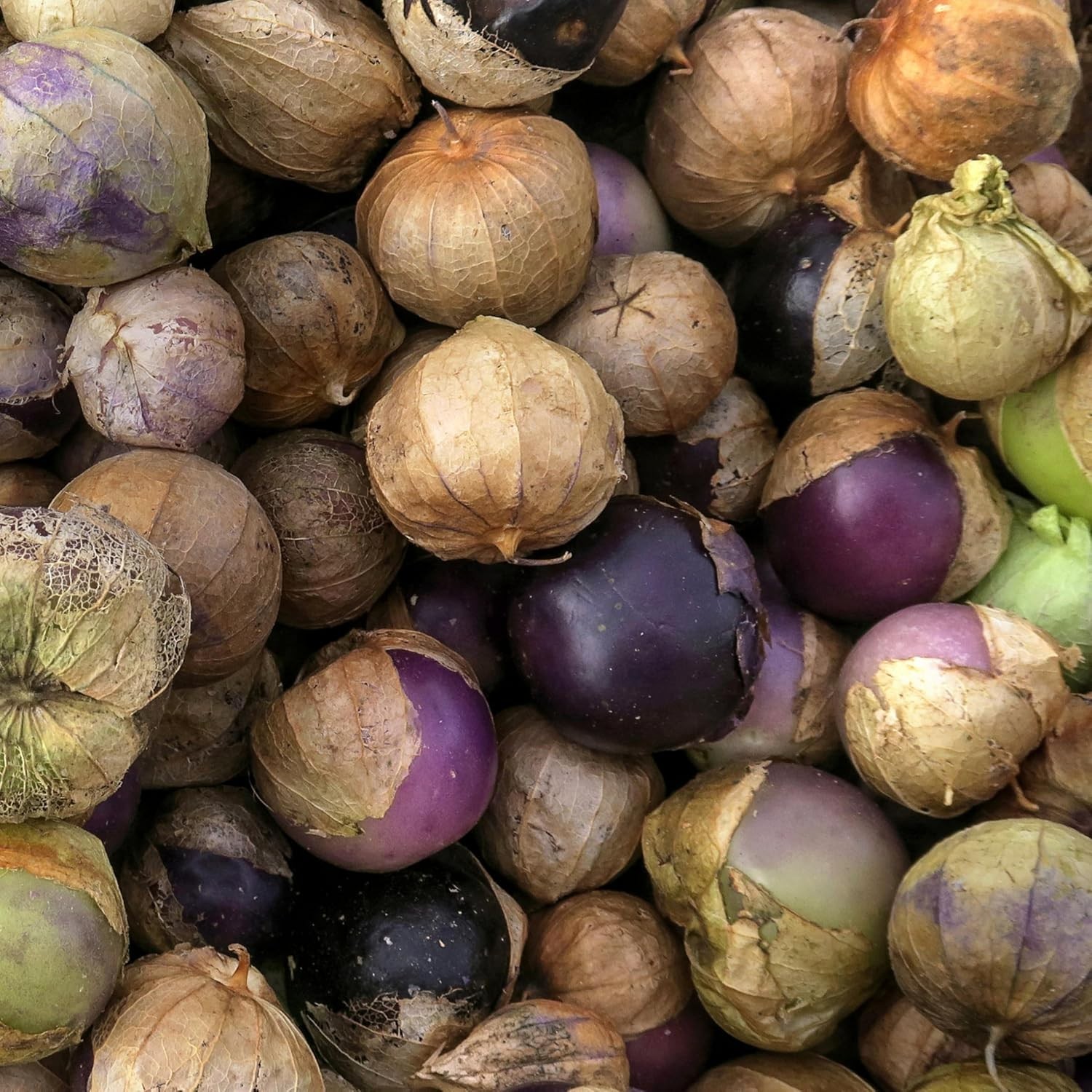 Plant 50 Non-GMO Heirloom Purple Tomatillo Seeds for Unique Garden Delights