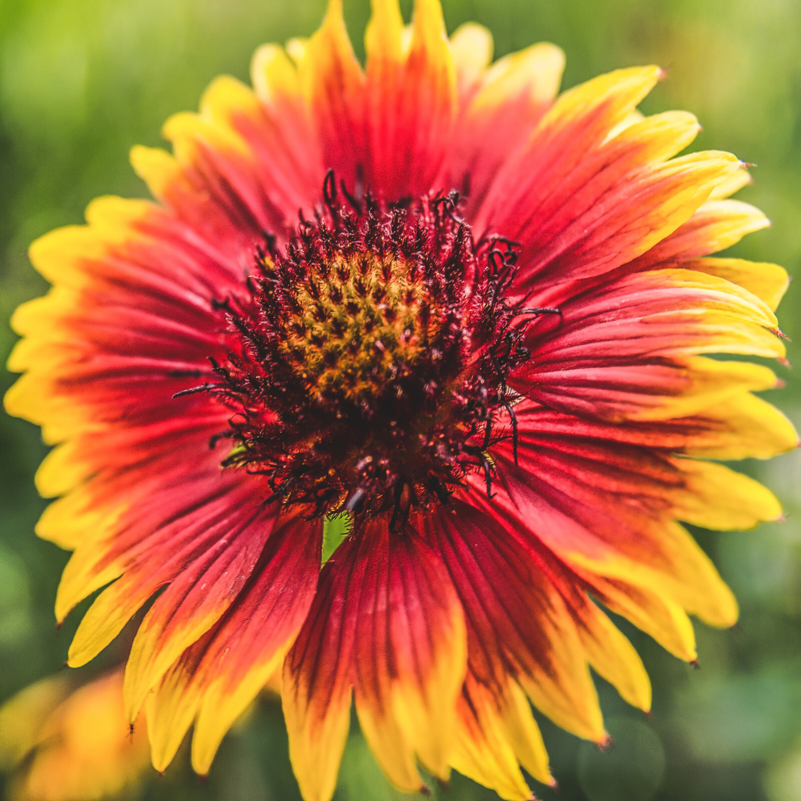 Indian Blanket Flower Seeds | Firewheel Daisy Gaillardia Sun Flower Seed 2025