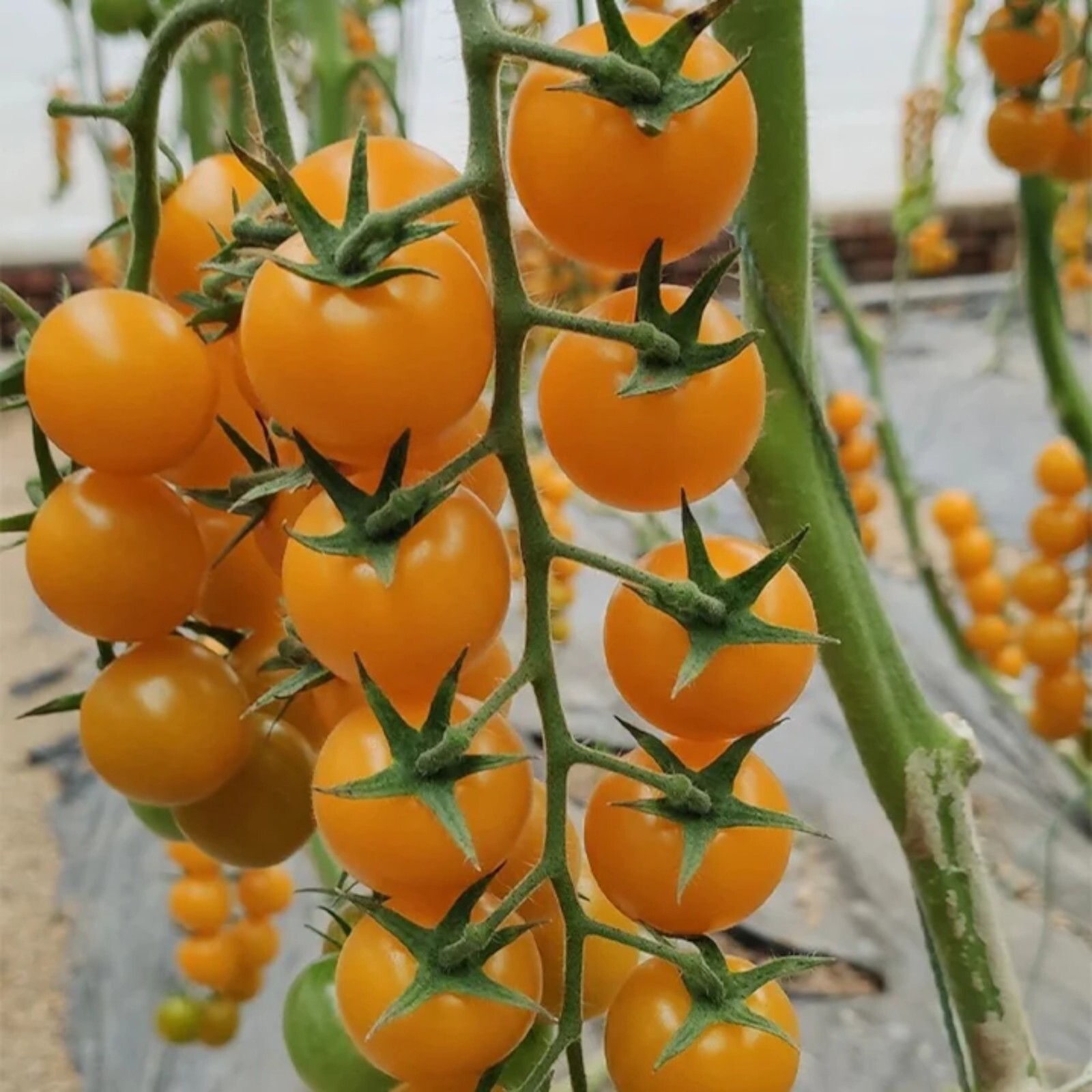 100pcs Patio Choice Yellow Cherry Tomato Seeds – Heirloom, Non-GMO, Super Sweet