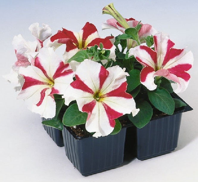 50 pelleted petunia seeds Tango Red Star Petunia Seeds flower seeds