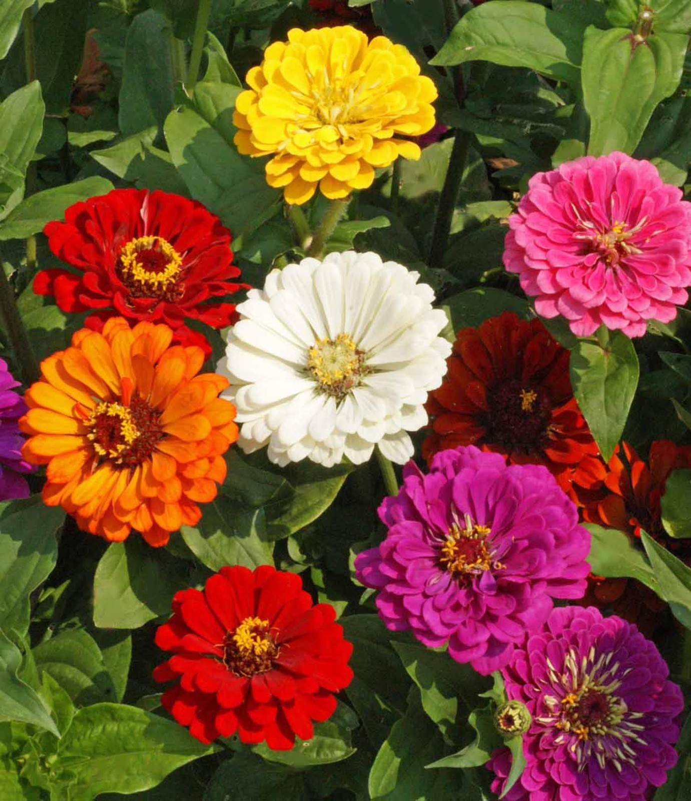 California Giant Zinnia Flower Seeds Bulk 1/4 lb Vibrant Garden Mix