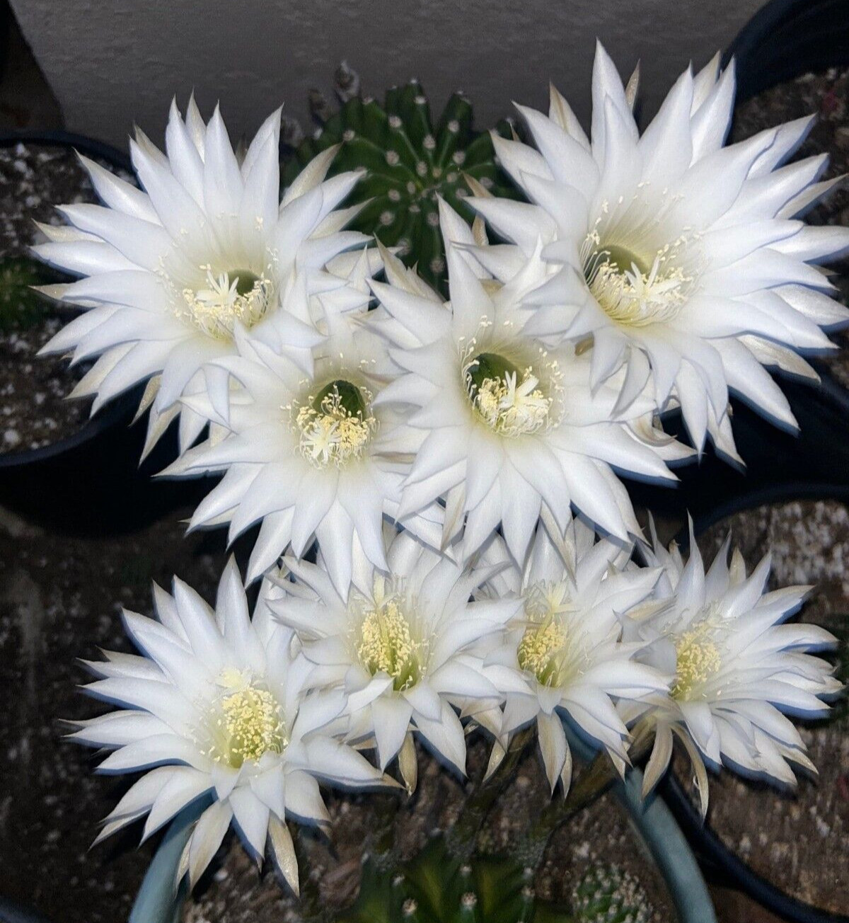 Echinopsis,CALOCHORA, T. Cereus,Plant,Blooming,Cactus,Succulent,Landscape
