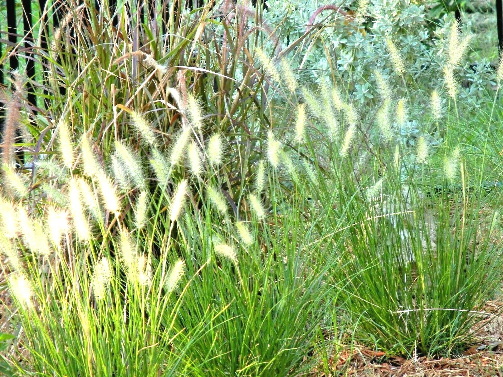 501+ LITTLE BLUESTEM Seeds Native Prairie Grass Ornamental Perennial Fall Colors