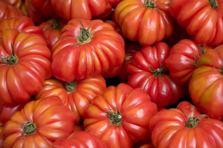 120+ Costoluto Genovese Tomato Seeds ——— Italian Ribbed