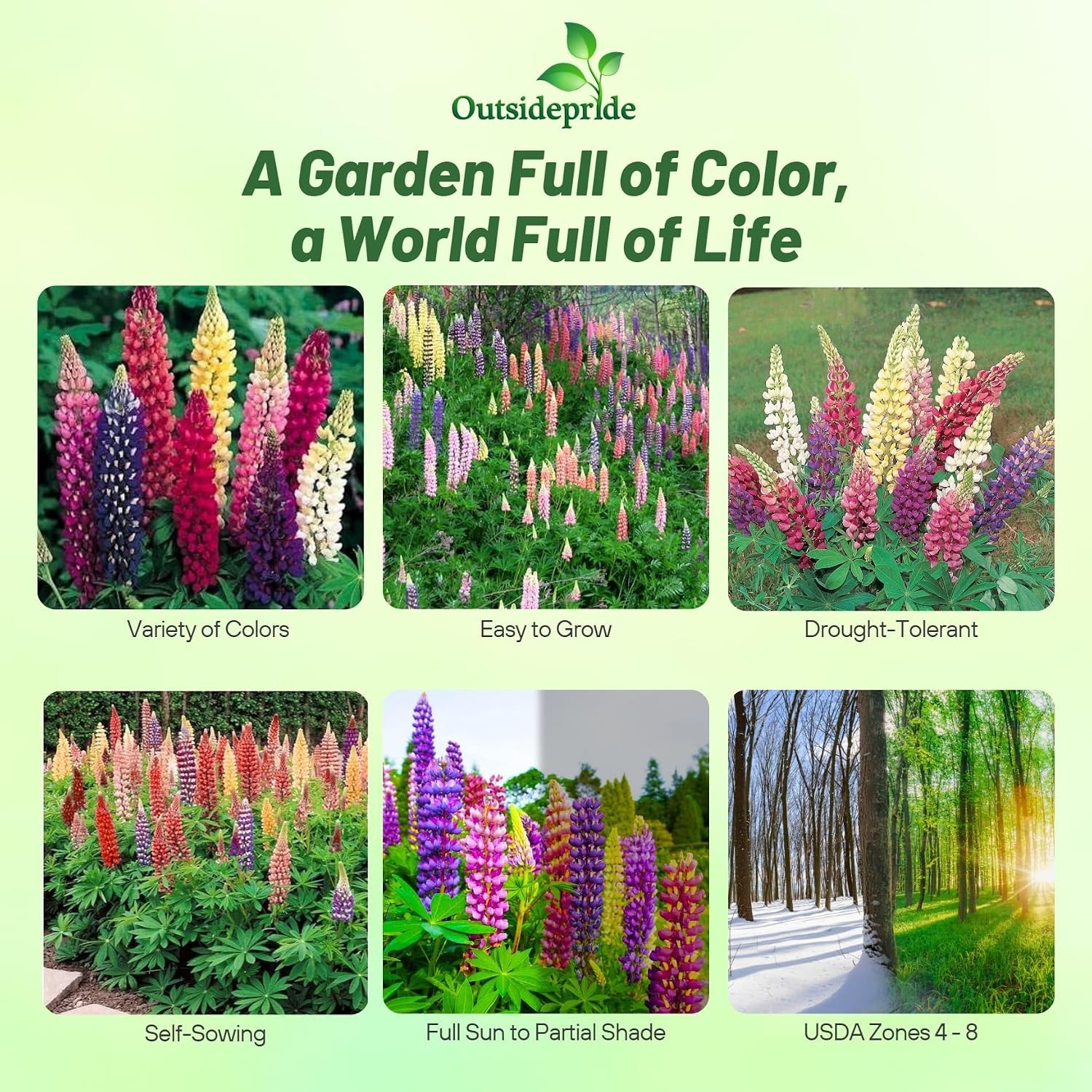 Vibrant Russell Lupine Mix – 1/4 lb. Seeds for Fall Planting