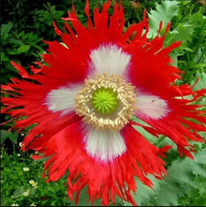 Landscaper’s Pack Poppy DANISH FLAG papaver Lg Pods Red White Non-GMO 5000 Seeds