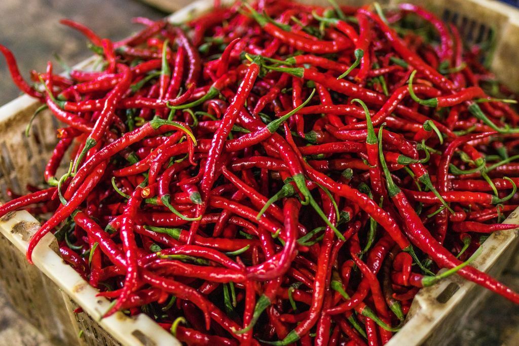 LONG RED CAYENNE HOT pepper seeds NON-GMO VERY HEALTHY BIG TASTE NUTRITIOUS YUM!