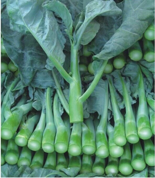 Vegetable Best Quality Chinese broccoli GaiLan Seeds 100g/can LOT