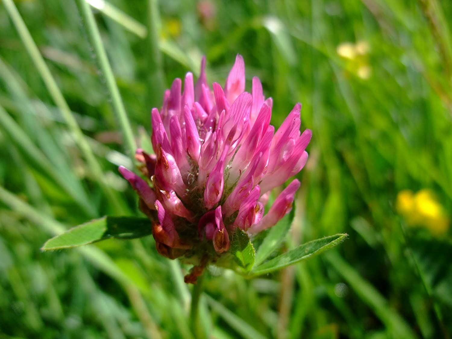 Clover Seeds Red Clover Seeds, “COOL BEANS N SPROUTS” Brand. Home Gardening.