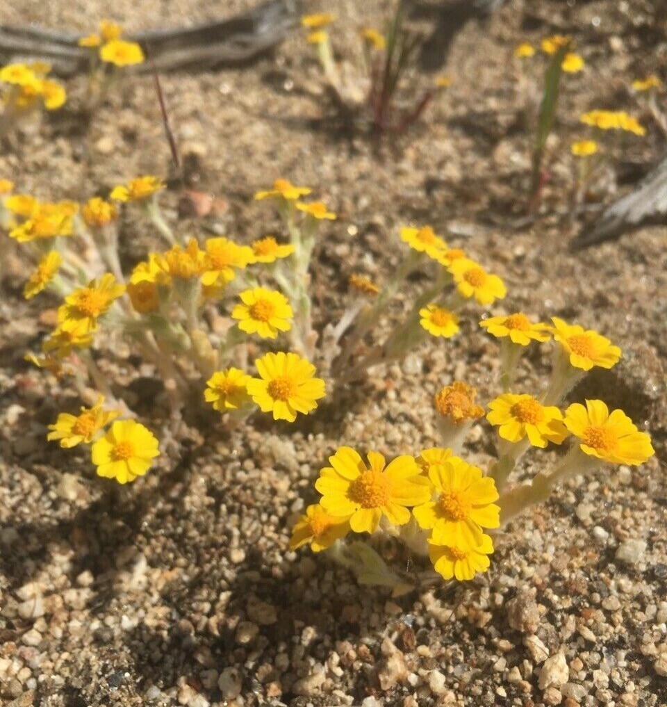 Woolly Daisy Seeds (Eriophyllum Wallacei) -100 seeds-
