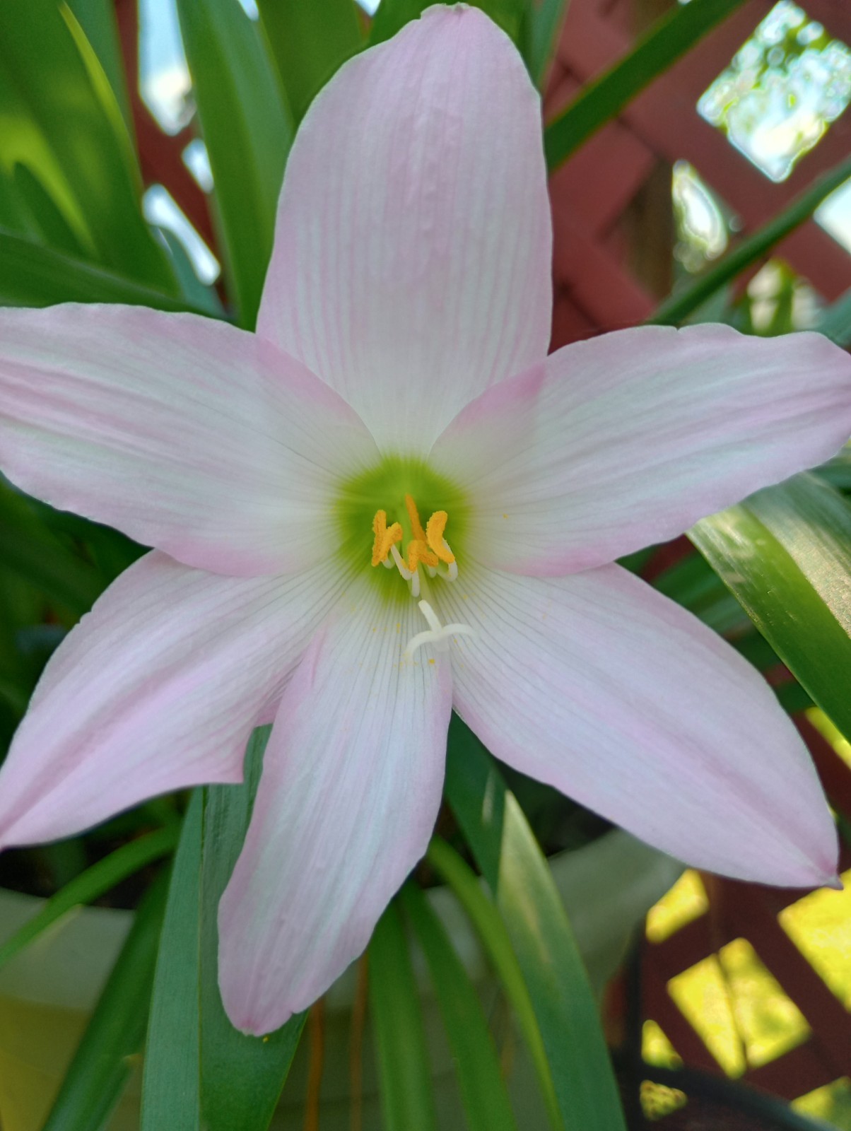 PINK RAIN LILY NEW 2025 Seeds Amaryllis “Pale Pink Panther” Habranthus robustus