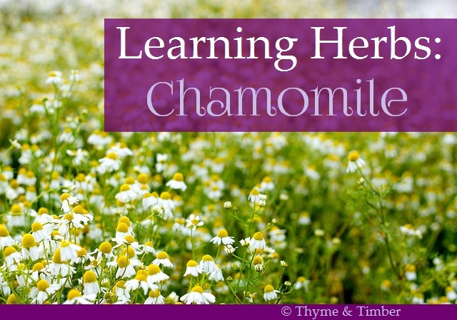 Certified Organic Chamomile, German …. Seed (500ct)