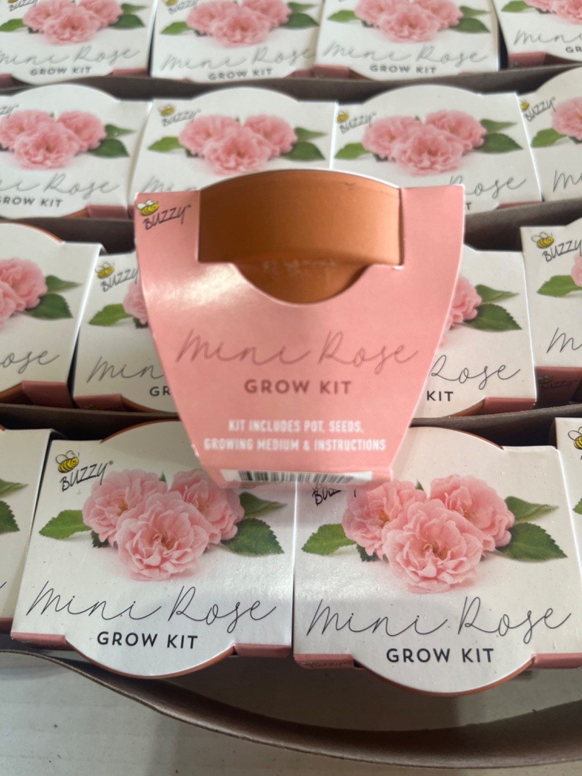 Buzzy Mini Rose Grow Kit – Grow Your Own Roses – Planter, Seeds & Pot