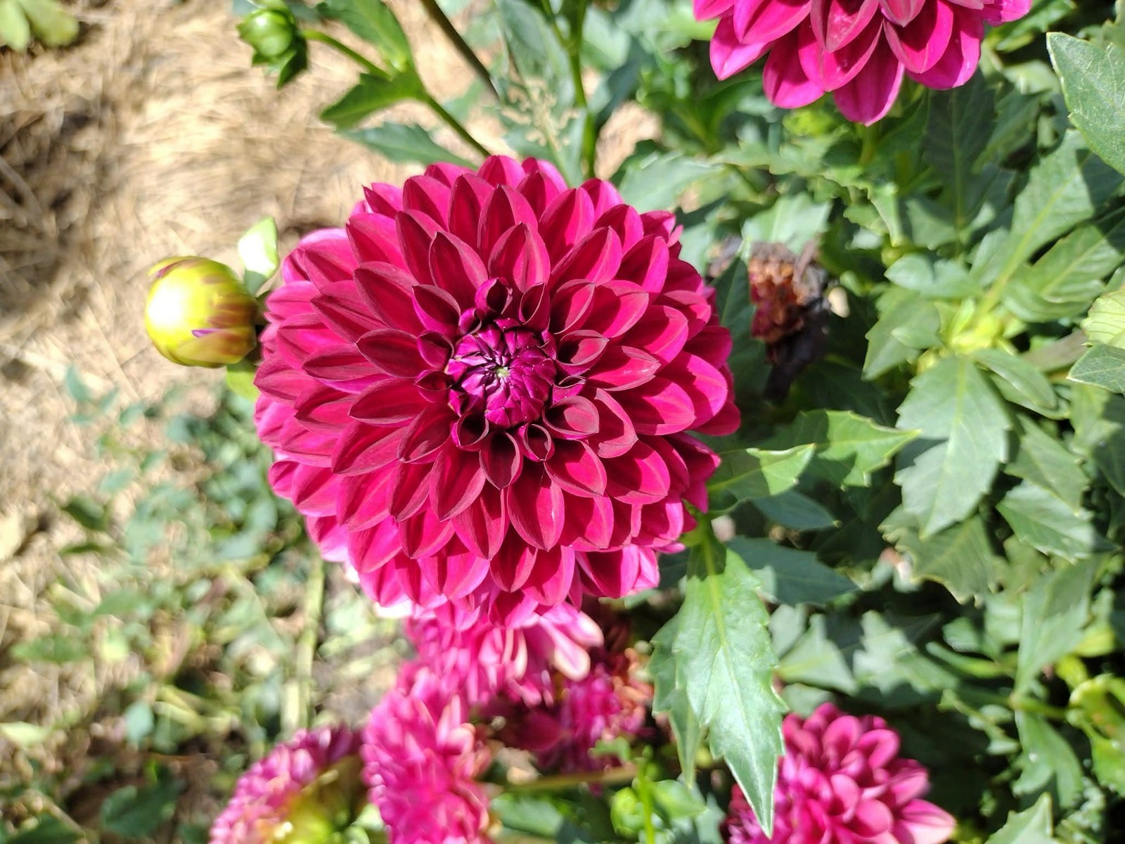 Home Grown Dahlia Flower Tuber Bulb Bundle Lot 10-50 Grower’s Choice Tubers