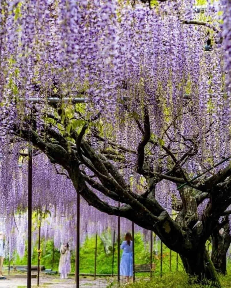 20 JAPANESE WISTERIA Seeds Purple Floribunda Flower Vine Climber Bonsai Garden
