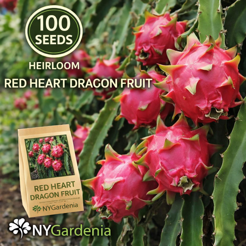 100 Red Heart Dragon Fruit Seeds Heirloom Pitaya Cactus Sweet Fruit