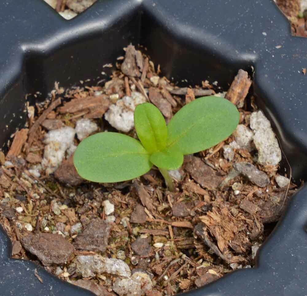 1oz Zinnia Pumila Mix Flower Seeds Zinnia Elegans (approx 4200 Seeds)