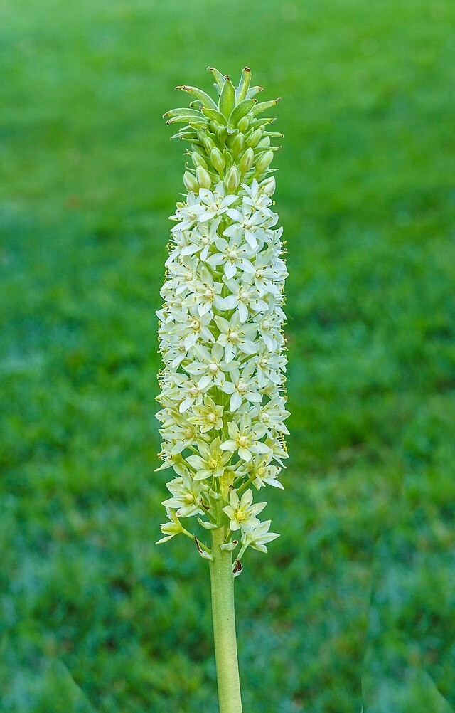 Eucomis pole evansii | Giant Pineapple Lily | 5 Seeds