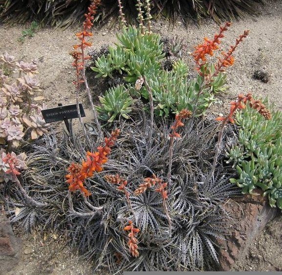 Dyckia fosteriana ( bromeliad ), 15 seeds