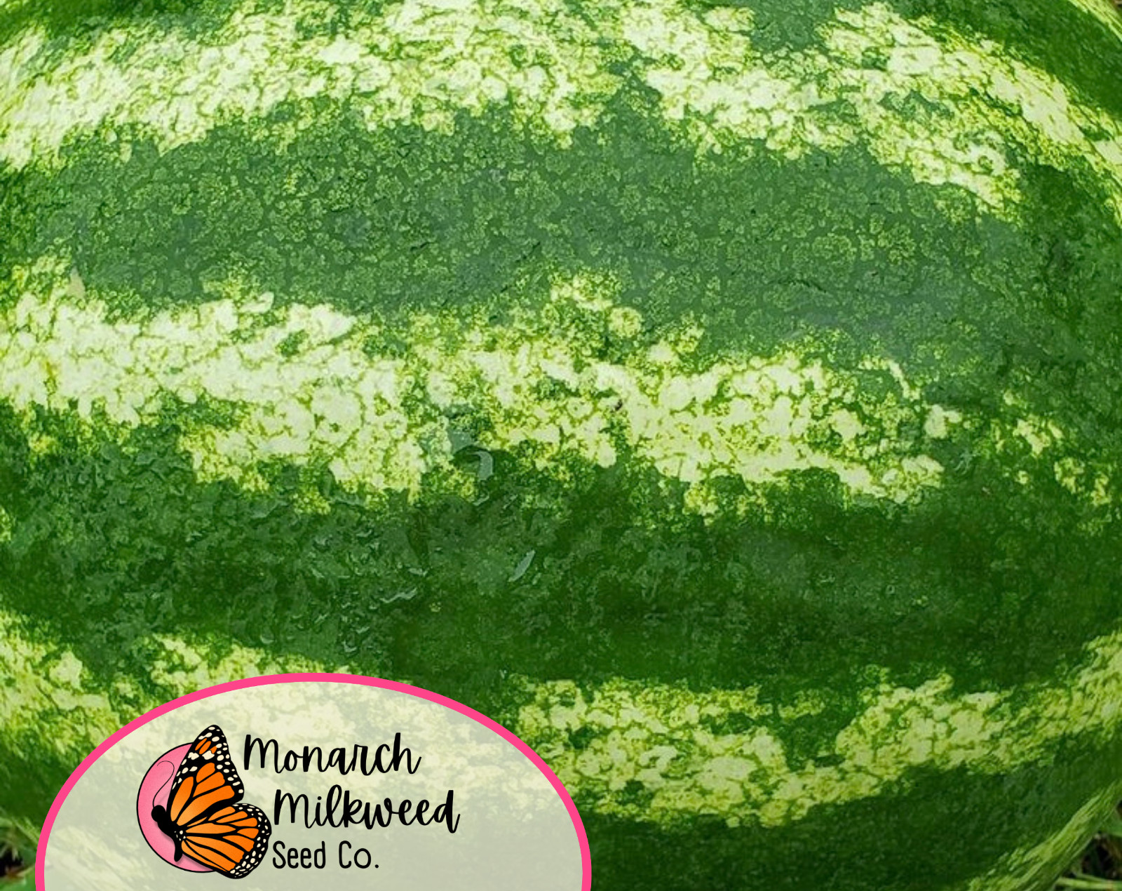 55+ Watermelon Seeds ‘Crimson Sweet’ | Heirloom, Non-GMO, Fruit Seed, Gardening