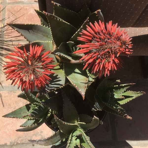 Aloe Comptonii 10 seeds Free Shipping!