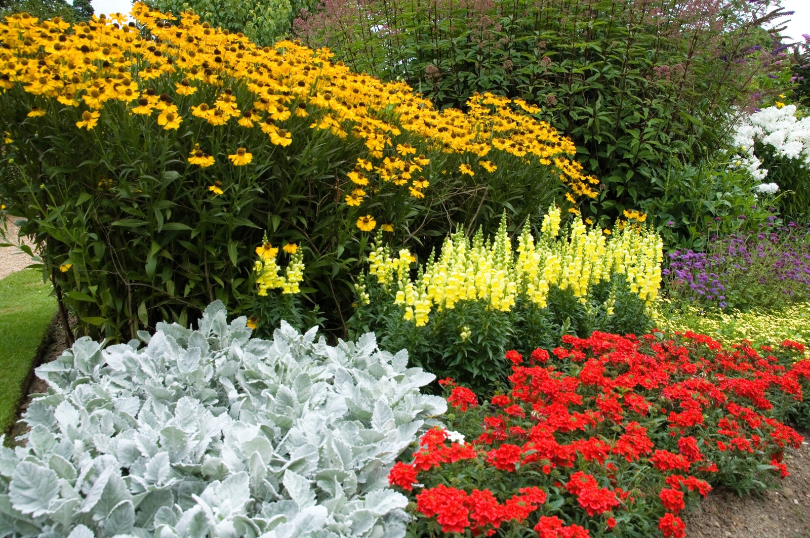50 SCARLET VERBENA Red Nana Compacta Fragrant Flower Seeds *Combined Shipping