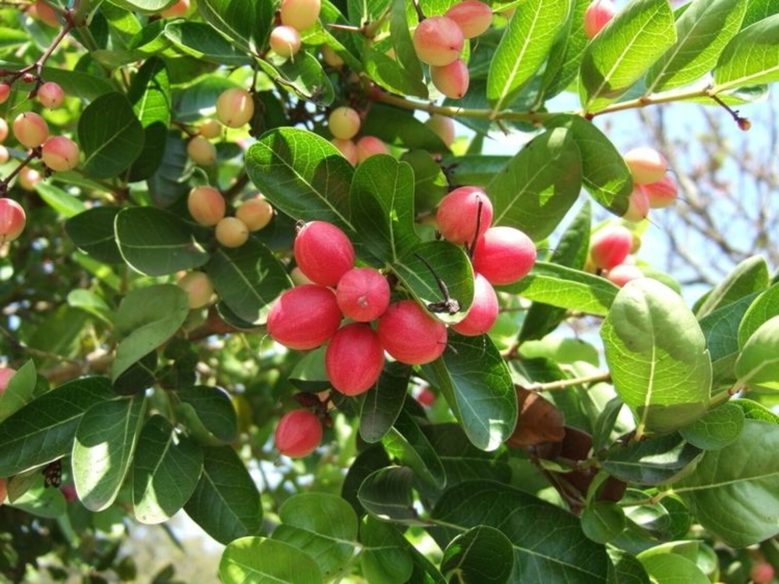 Carissa Carandas 15 Seeds, Edible Fruit Karonda Climbing Medicinal Shrub Tree