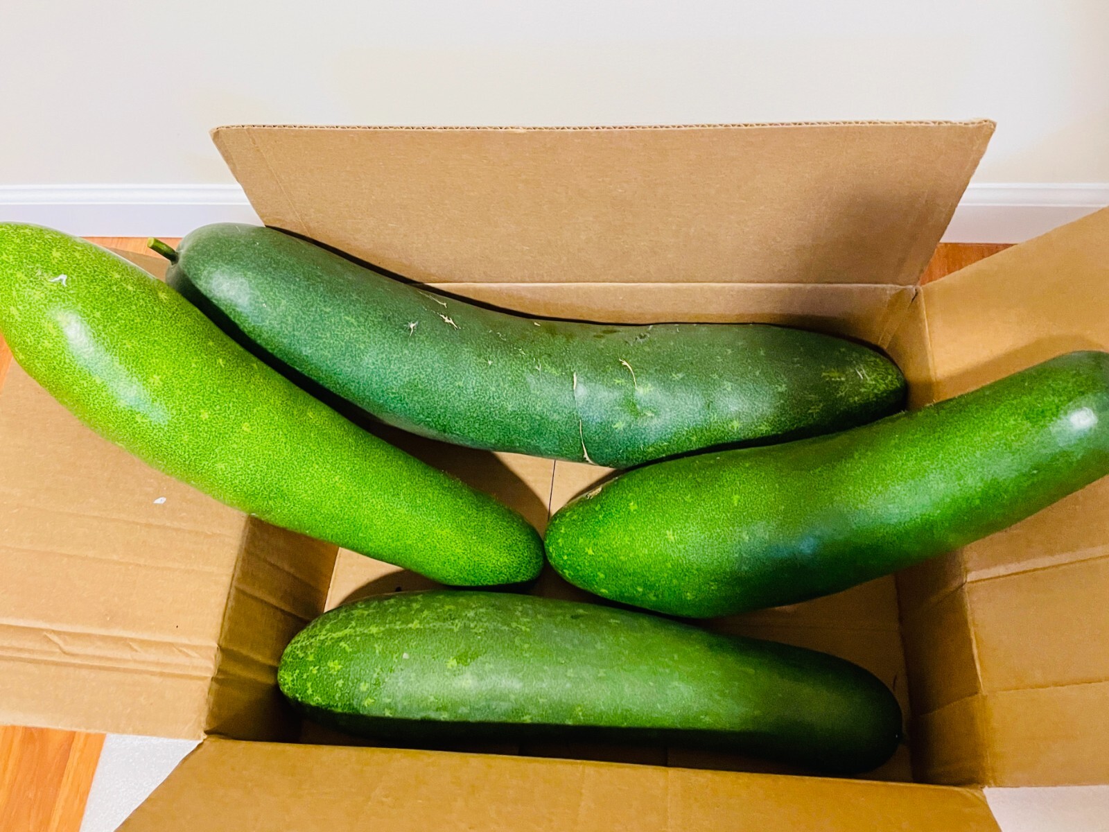20 Seeds Fuzzy gourd, Mao Gua Mokwa Non-GMO Heirloom USA