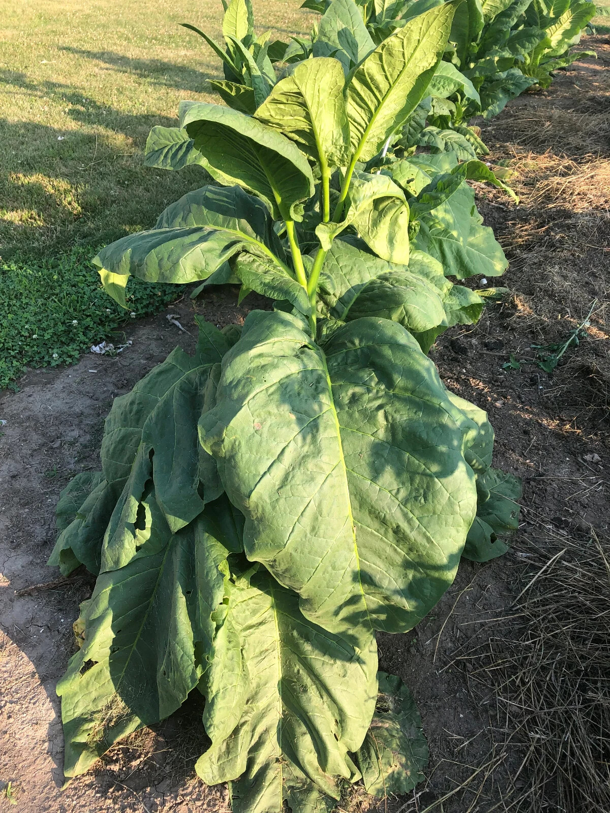 Little Yellow Tobacco Seeds approx. 2K Non-GMO Free Shipping No Tracking Read