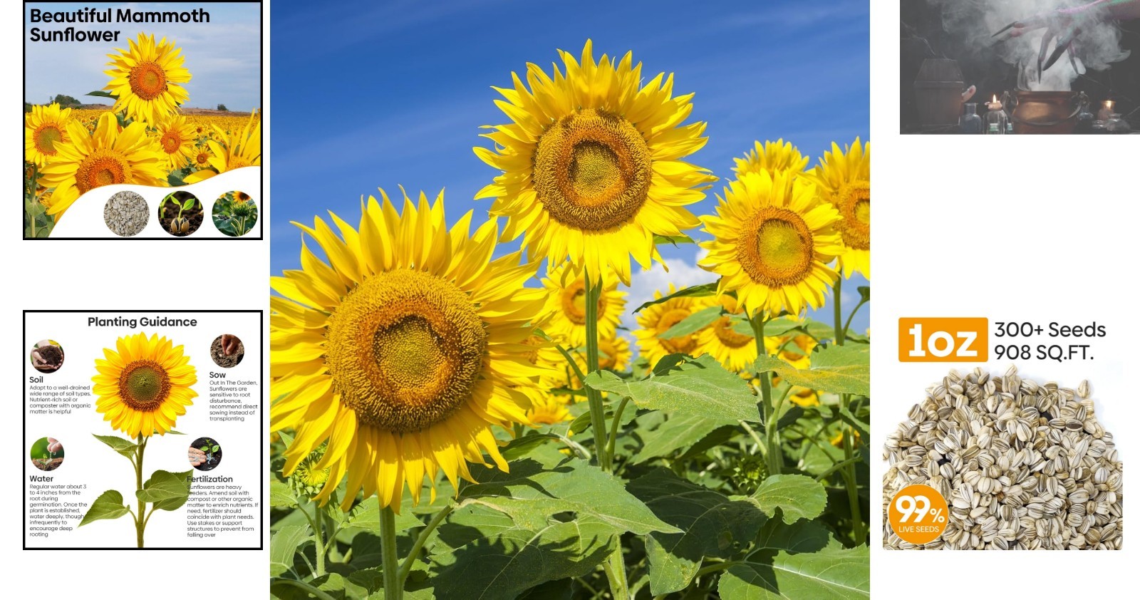 Giant Mammoth Sunflower Seeds – 6-12 FT Blooms, Drought Resistant, 300+ Seeds
