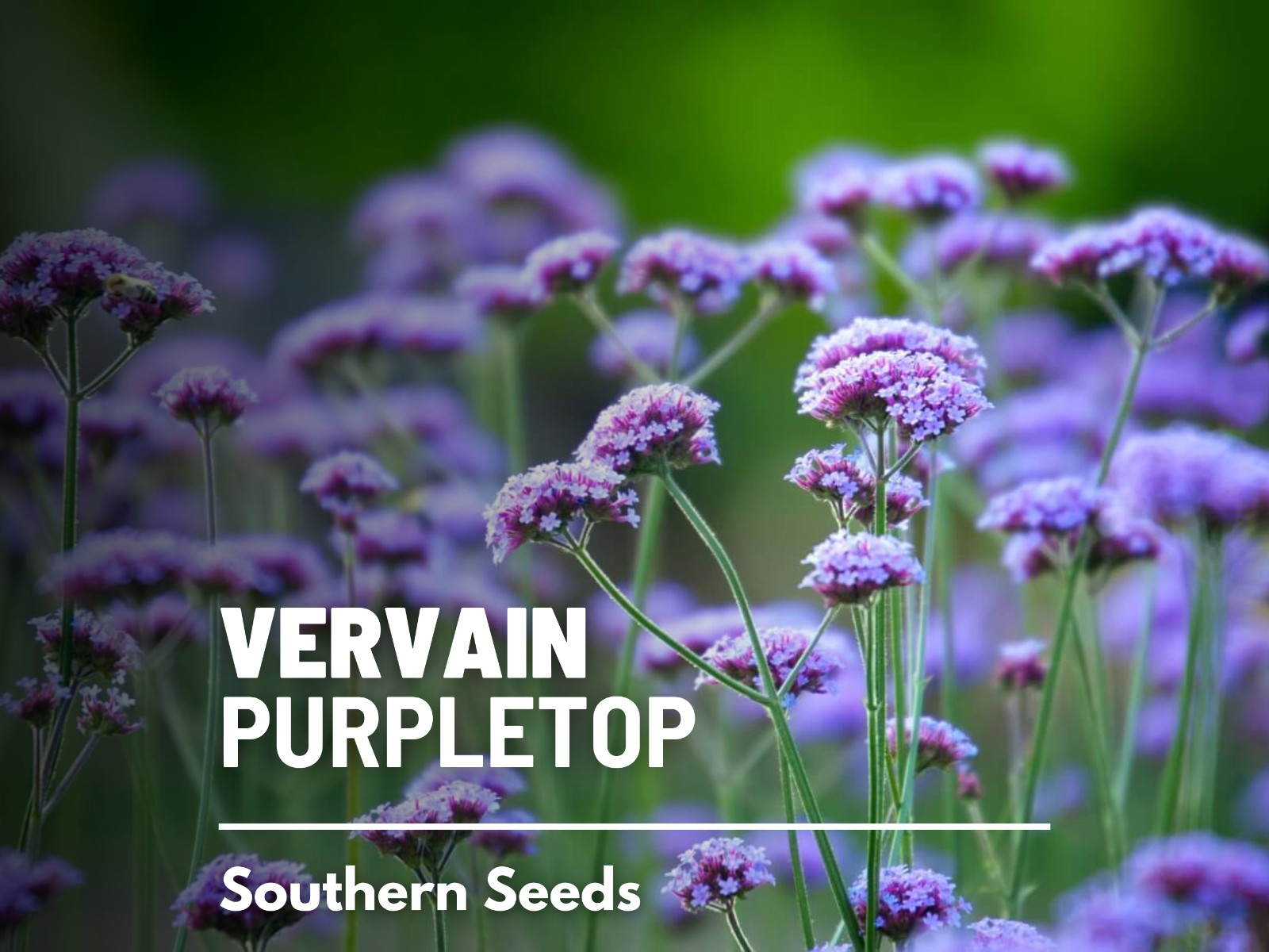 Vervain, Purpletop – 100 Seeds – Pollinator & Hummingbird Friendly