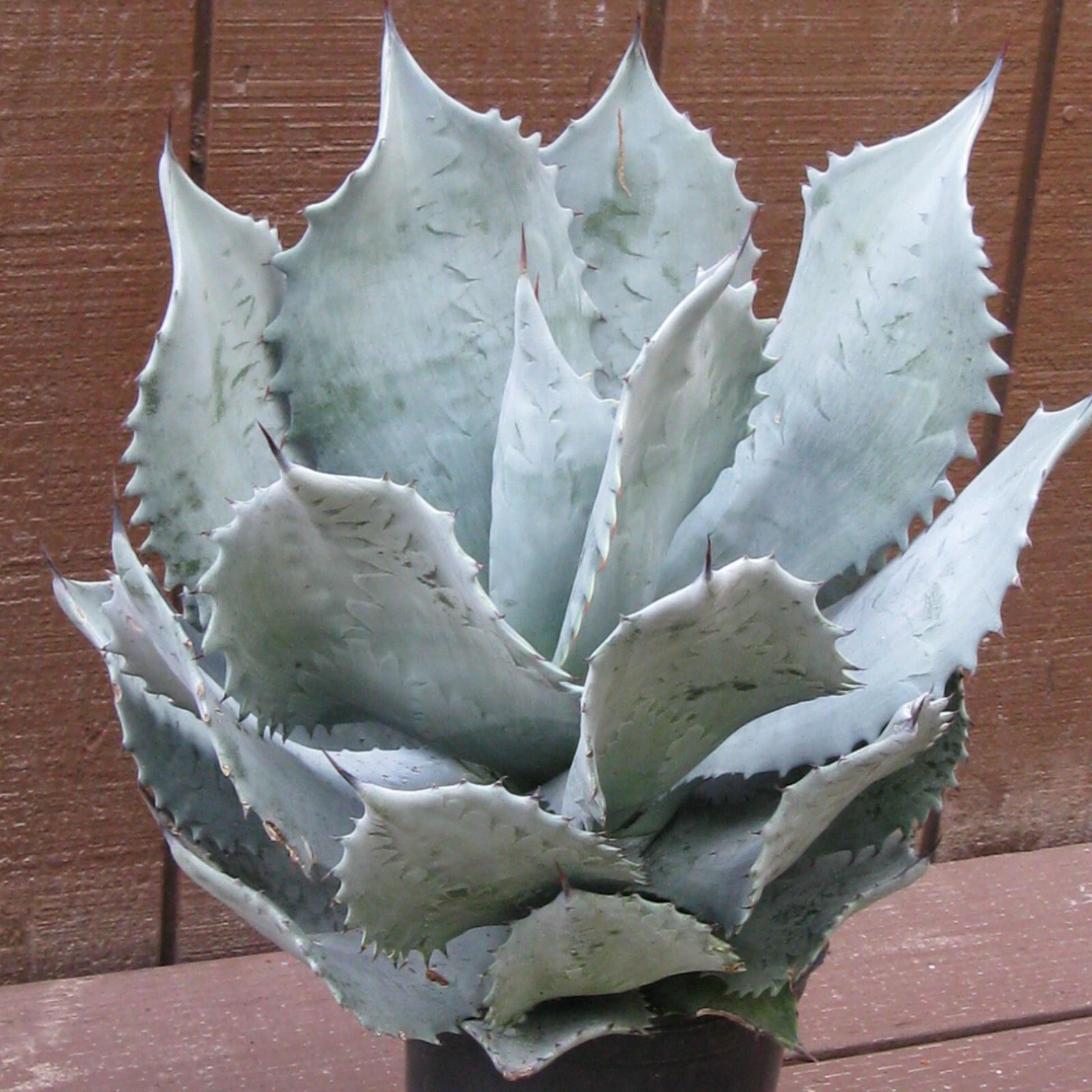 Agave colorata Mescal Ceniza 5 seeds
